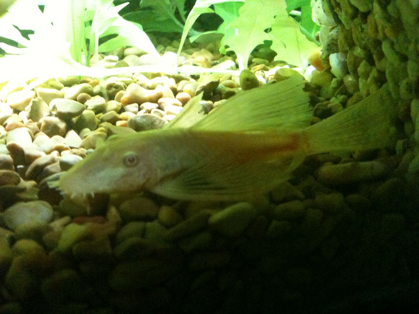 Albino Longfinned Bristlenose Pleco losing his long fins Aquarium Forum